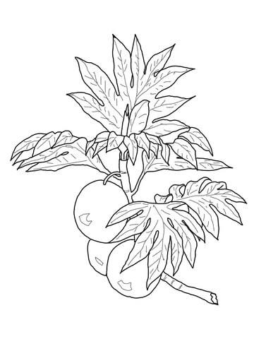 Breadfruit On Branch Coloring Page